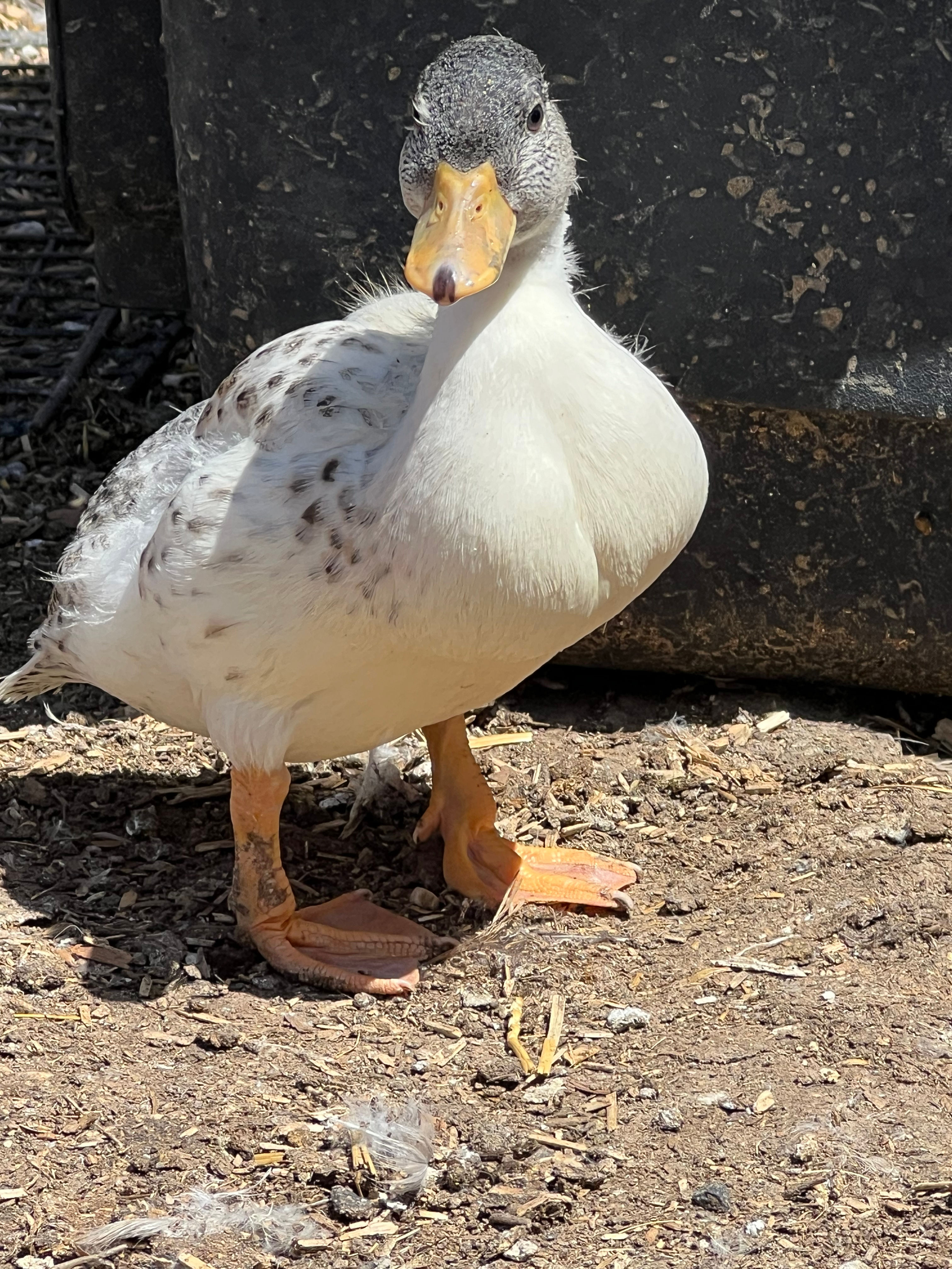 Snowy Call Duck Drake $30