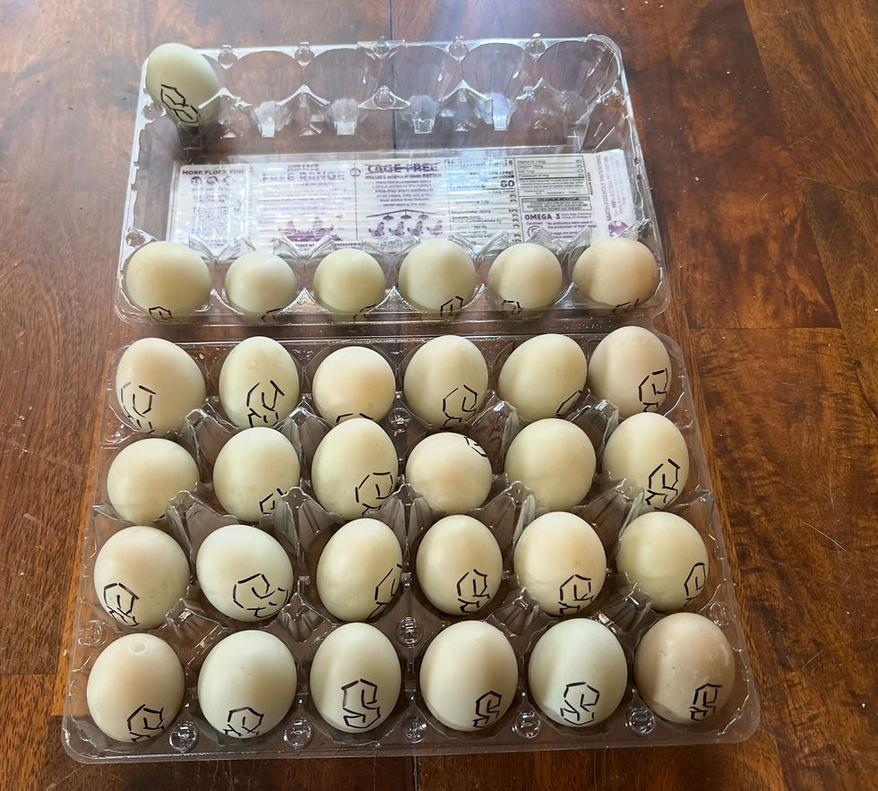 Thumbnail: Assorted Dozen of Call Duck Hatching Eggs $80
