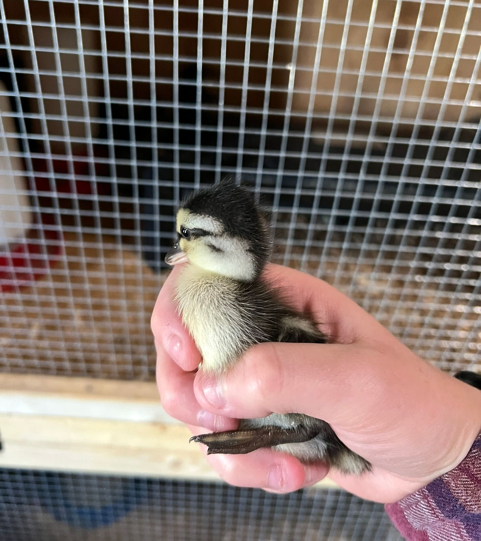 Thumbnail: Grey Call Ducklings $20
