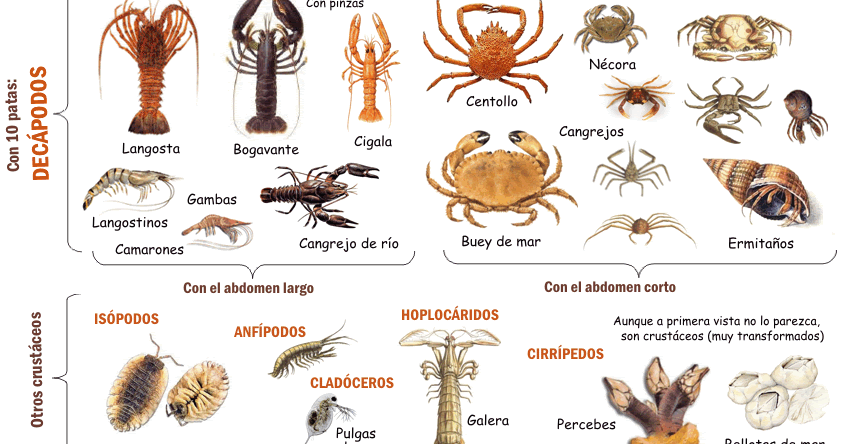 CRUSTACEOS.gif
