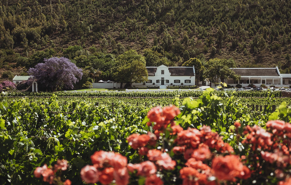 Scenic view of Rickety Bridge Vineyard in Franschhoek, South Africa, with lush green vineyards, vibrant flowers in the foreground, and a historic Cape Dutch-style manor house set against a mountainous backdrop