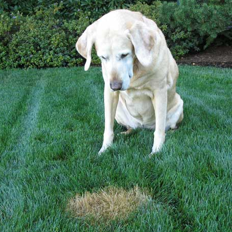 How to fix Dog Urine Spots on Lawn