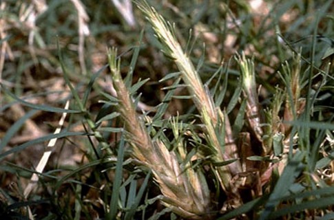 Witches Broom growth patterns are a sure sign of mites in Bermudagrass and/or Zoysiagrass