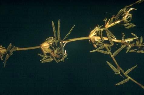 Tangling of new growth can be an indicator of mite presence