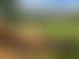 White Grub Damage in Oklahoma Lawns: Identification & Prevention