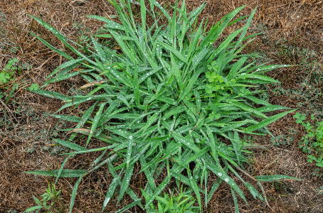 Killing Dallisgrass: Understanding its Reproduction, Resilience, and Safe Eradication