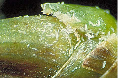 Adult Bermudagrass Mites shown at 10X on bermuda grass stem