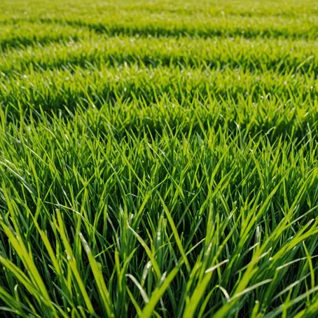 Mastering Your Tall Fescue Lawn: A Year-Round Lawn Care Plan Guide for Homeowners in the Transition Zone