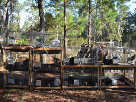 Rabbit Colonies, Tractors, and Hutches