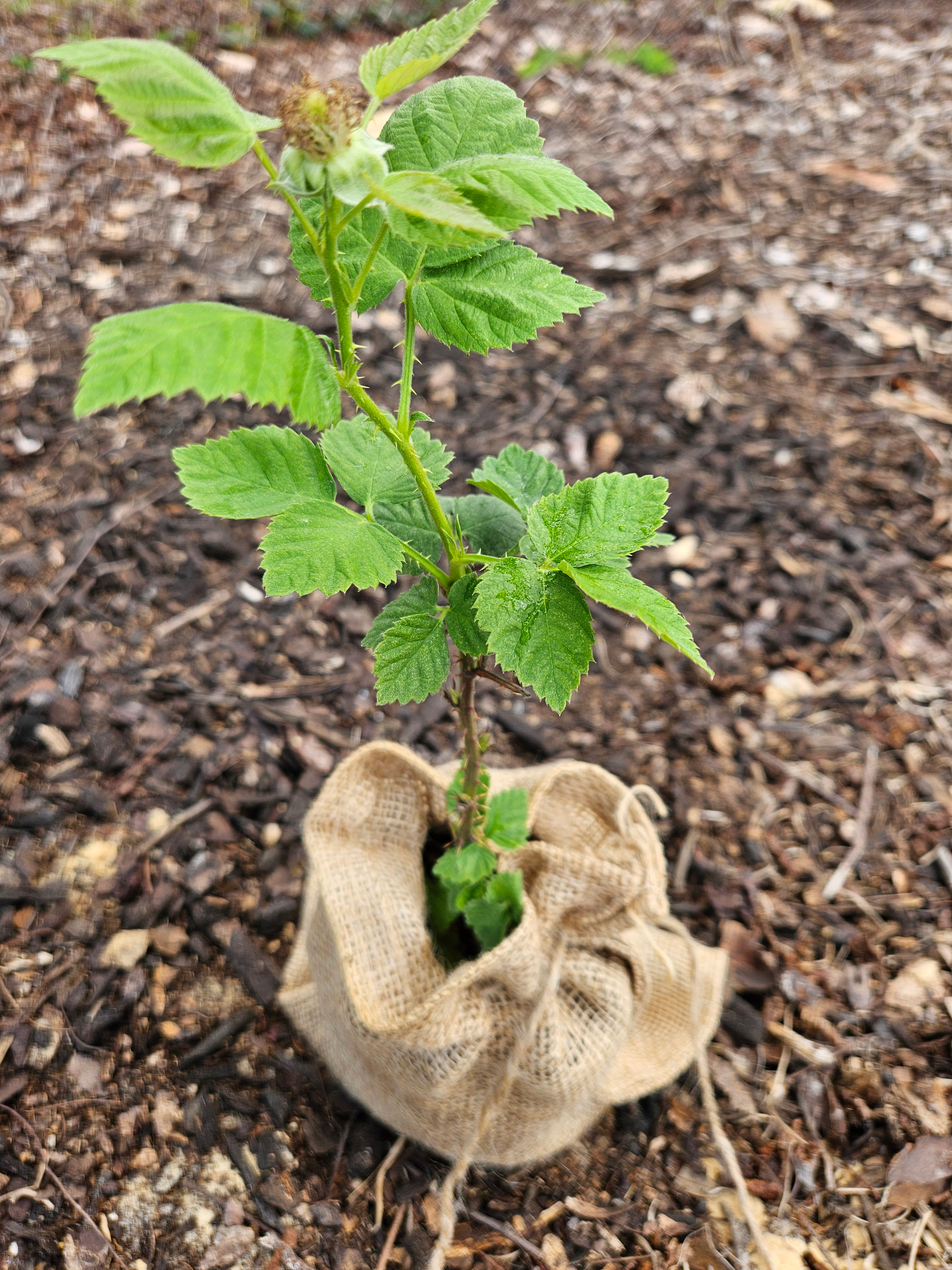 Kiowa Blackberry - Rubus x kiowa