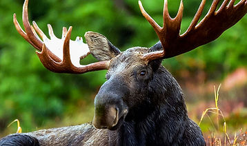 Moose For Grid 1.jpg
