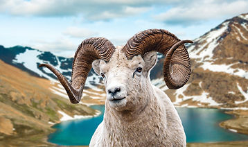 dall sheep mount-Recovered.jpg