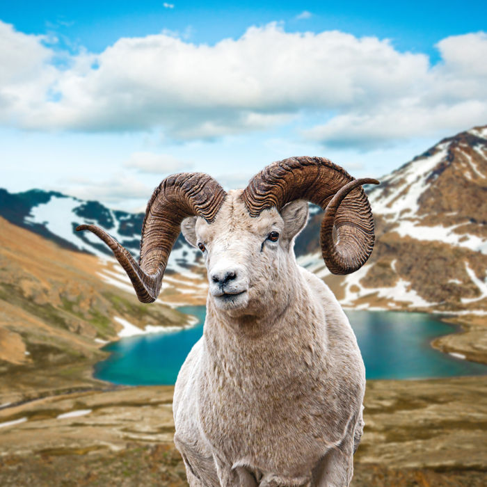 dall sheep mount-Recovered