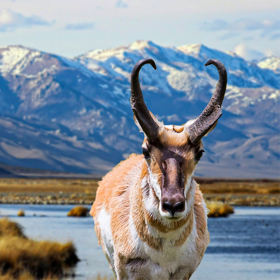 Antelope For Grid 1