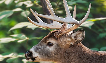 Deer For Grid 1.jpg