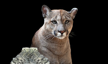 Cougar For Grid 1.jpg