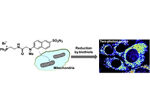 2013(Two-photon probes based on arylsulf