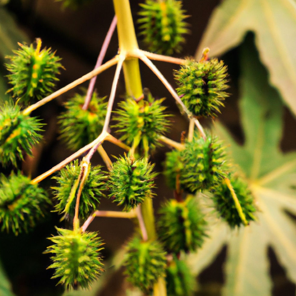castor beans on branch