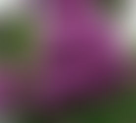 ВЕСНЯНА АБЕТКА КВІТІВ ДЛЯ ДОШКІЛЬНИКІВ