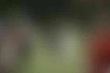 Bride walking down the aisle at her wedding in The Cairns Botanical Gardens.