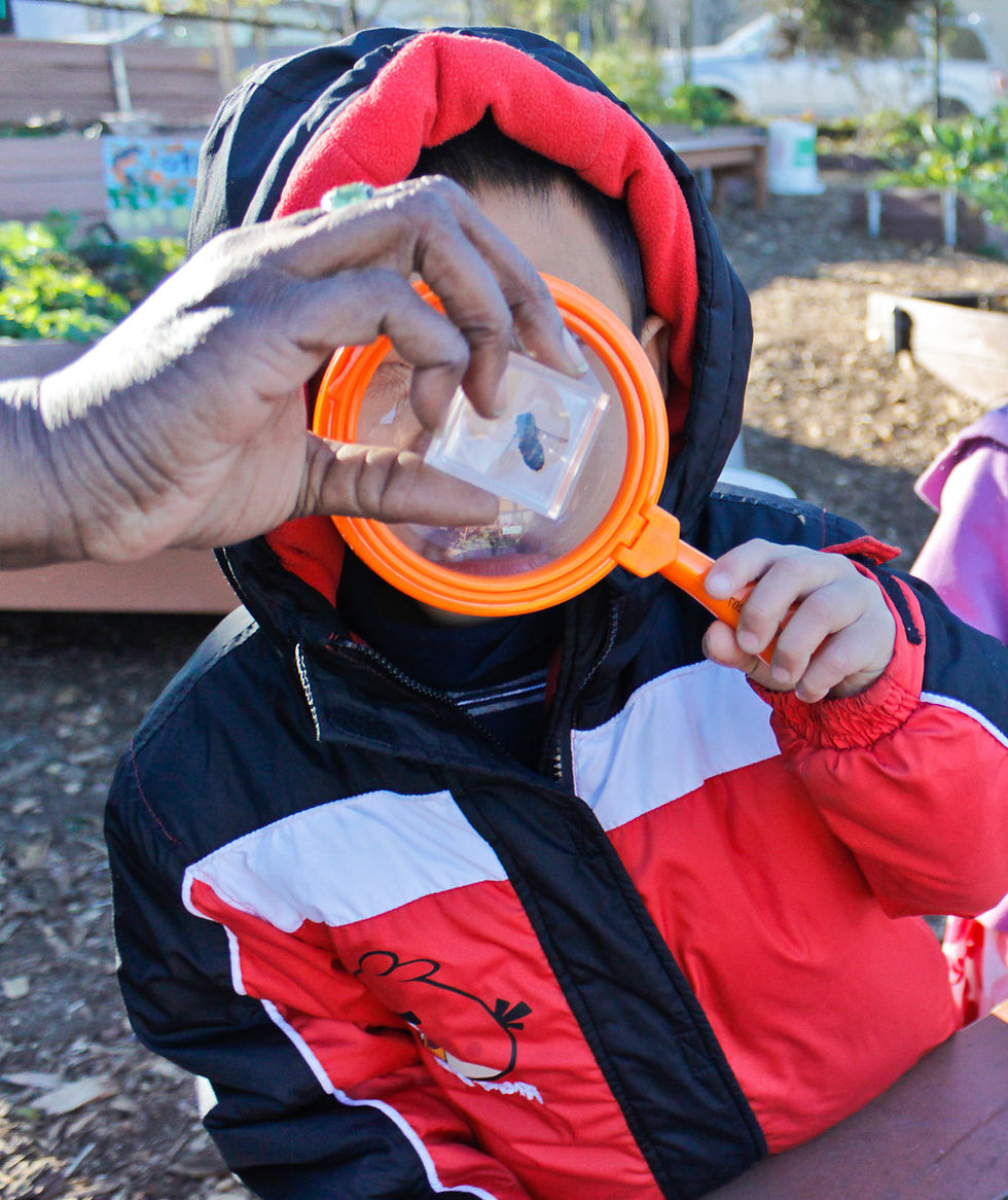 Kid Inspecting a Bee Speciman