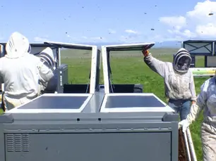 Smart Beehives: Revolutionizing Beekeeping Practices