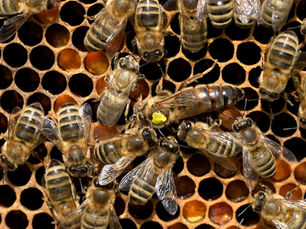Long Live the Queens: Celebrating the Power of the Bee Matriarchs!