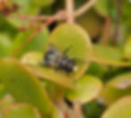 Native Bee Basics