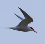 Common Tern Sterna hirundo
