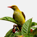 Golden Oriole Oriolus oriolus