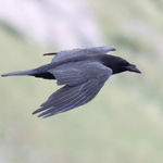 Common Raven Corvus corax