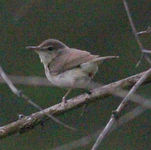 Blyth's Reed Warbler Acrocephalus dumetorum