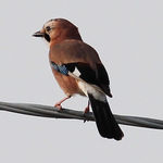 Jay Garrulus glandarius