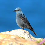 Blue Rock Thrush Monticola solitarius