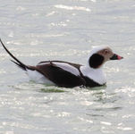 Long-tailed Duck Clangula hyemalis