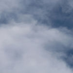 Aquatic Warbler Acrocephalus paludicola