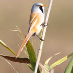 Bearded Reedling Panurus biarmicus