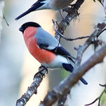 Bullfinch Pyrrhula pyrrhula - Alex Casha
