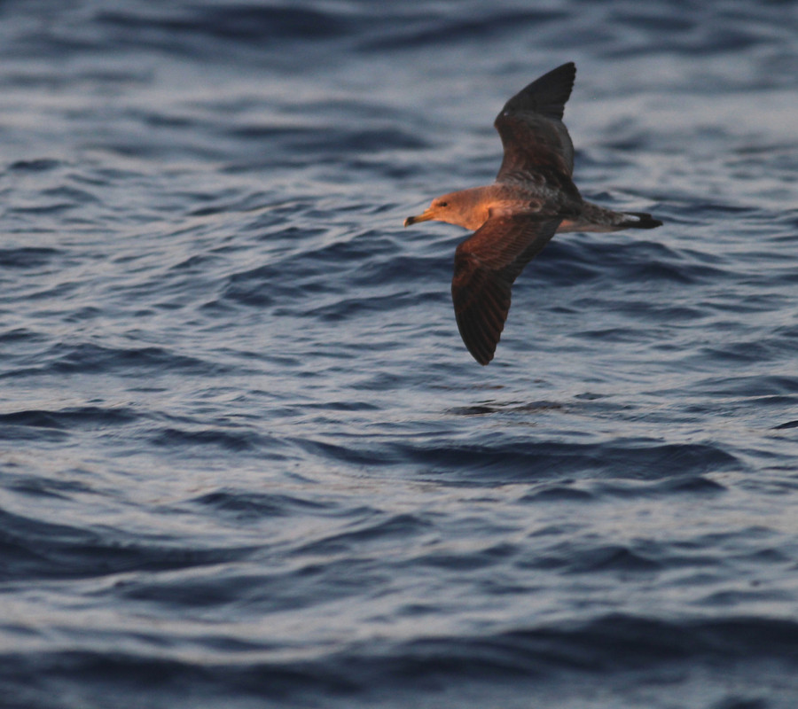 Scopoli's Shearwater off Ta Cenc cliffs, Gozo June 2017 - Alex Casha 
