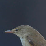 Reed warbler Acrocephalus scirpaceus