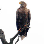 White-tailed Eagle Haliaaetus albicilla