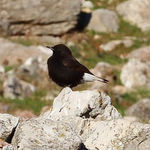 Black Wheatear Oenanthe leucura