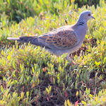 Turtle Dove 020515 (41)_edited_edited.jpg
