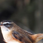 Moustached Warbler Acrocephalus melanopogon
