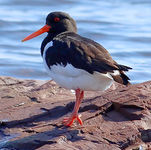 Oystercatcher Haematopus ostralegus