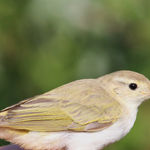 Western Bonelli's Warbler Phylloscopus bonelli,