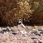 Temminck's Lark Eremophila bilopha
