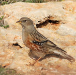 Alpine Accentor Prunella collaris