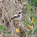 Pied Flycatcher Ficedula hypoleuca