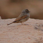 Striolated Bunting Emberiza striolata